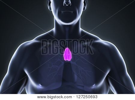 Human Thymus Anatomy Illustration . 3D render