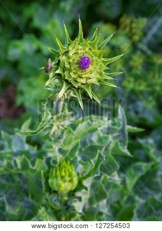 Pink milk thistle flower in bloom in the spring medicinal plant macro