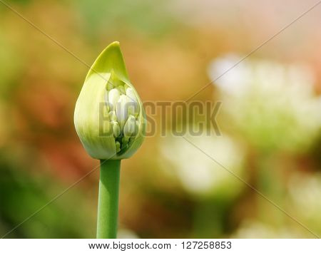 close up of a agapantus flower bud