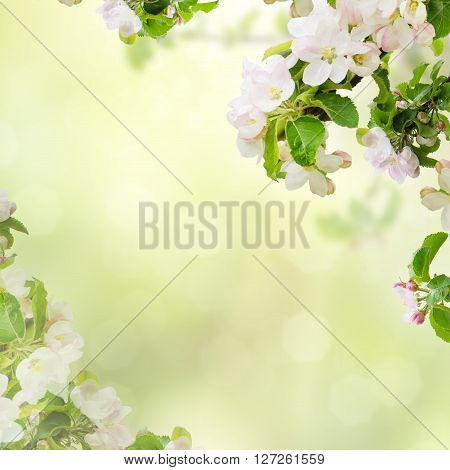 Fresh spring branches of apple tree with flowers, natural floral seasonal easter background. Suitable for greeting cards and invintation.