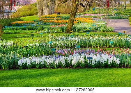 Lisse, Netherlands - April 4, 2016: Colorful flowers blossom in dutch spring garden Keukenhof, Lisse, Netherlands