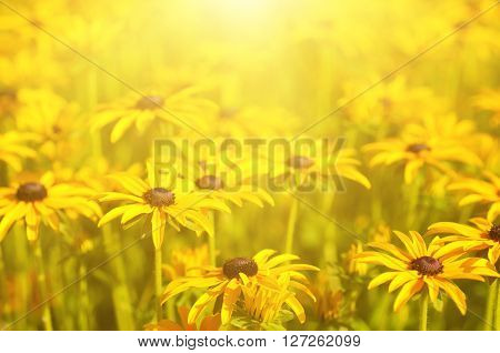 Rudbekia flowers field, blossoming at summer time, floral summer sunny background