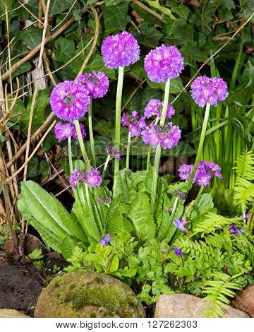 Drumstick Primrose In The Garden.