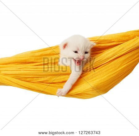 White kitten in a yellow hammock growling. Cute white kitten in a hammock having rest, isolated at white. Adorable pet. Small heartwarming kitten. Little cat. Animal isolated. High key