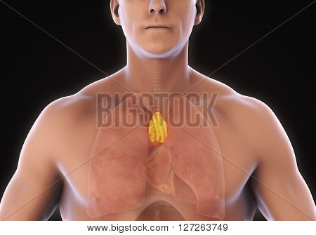 Human Thymus Anatomy Illustration . 3D render