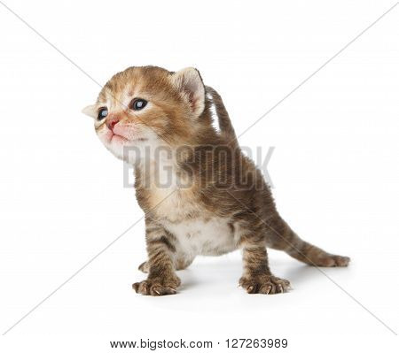Cute grey striped kitten. Cute sad kitten 2 weeks old, creeping isolated at white background. Adorable pet. Small heartwarming kitten. Little cat. Closeup isolated. High key