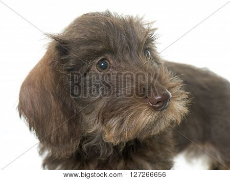 puppy Wire haired dachshund in front of white background