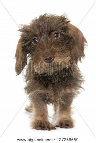 puppy Wire haired dachshund in front of white background