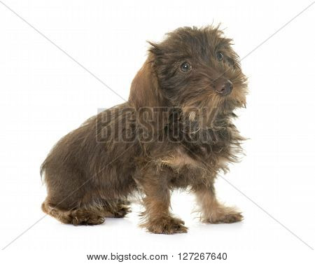 puppy Wire haired dachshund in front of white background