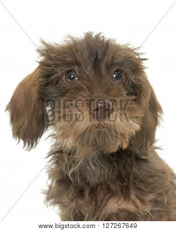 puppy Wire haired dachshund in front of white background