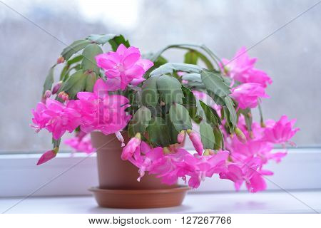 Spring background illustration for the web site banner. Schlumbergera plant blooms. Beautiful background for banner.