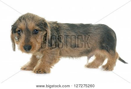 puppy Wire haired dachshund in front of white background