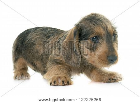 puppy Wire haired dachshund in front of white background