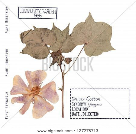 Herbarium pressed plant cotton. Flower leave stem isolated on white