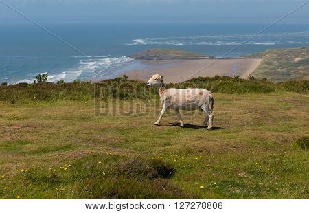 View from the top of Rhossili Down to Burry Holms and Hillend The Gower Wales UK with a sheep