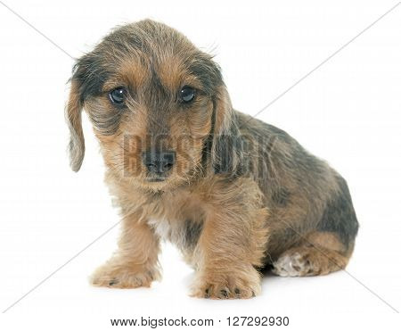 puppy Wire haired dachshund in front of white background