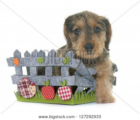 puppy Wire haired dachshund in front of white background