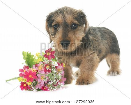 puppy Wire haired dachshund in front of white background