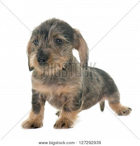 puppy Wire haired dachshund in front of white background