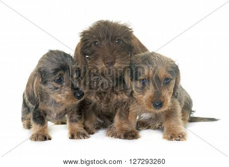 puppies Wire haired dachshund in front of white background
