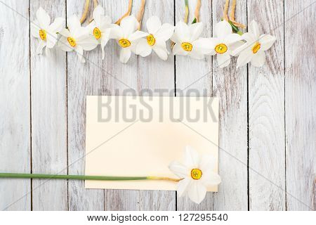 Narcissus flower on wooden background. Space for the text