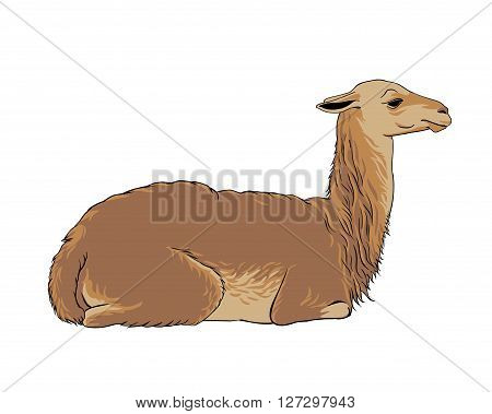alpaca (vicuna llama) - vector animal illustration