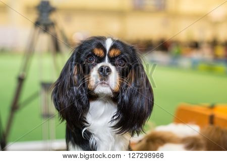 Black King Charles Spaniel with bokeh portrait at the exhibition