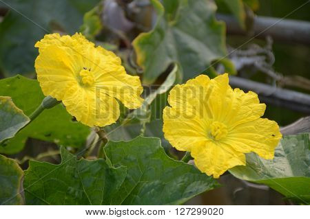 close up yellow Sponge gourd flower in nature garden ( Luffa cylindrica )