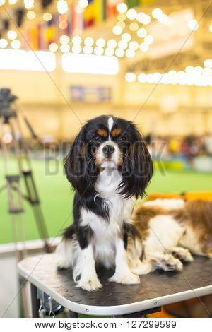 Black King Charles Spaniel with bokeh at the exhibition