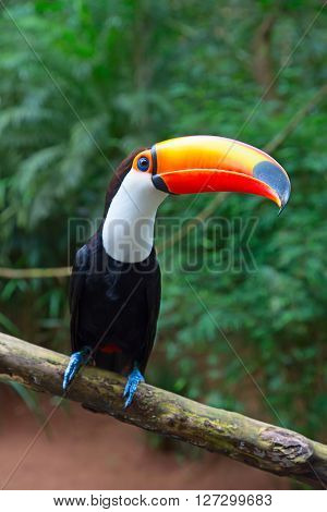 Colorful tucan in the wild