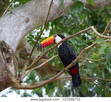 Colorful tucan in the wild