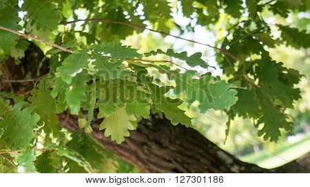 Green oak leaves in sunlight. background. Wide format