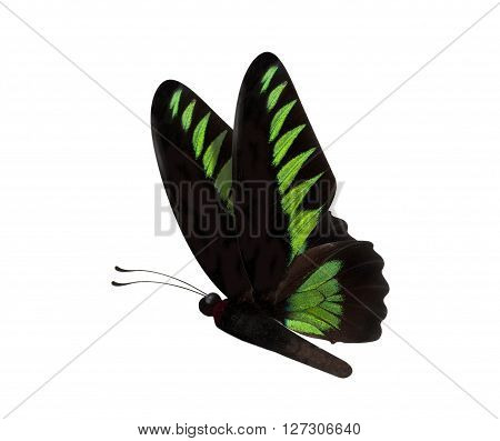 Green Butterfly Trogonoptera Brookiana Isolated On White Backgro