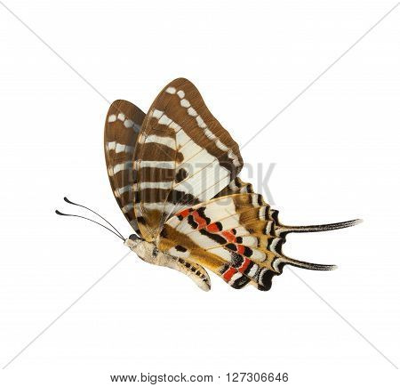 Butterfly Lower Wings Profile Isolated Over White Background