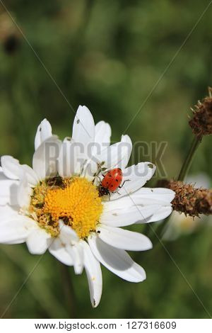 A lady bug on a large white daisy.