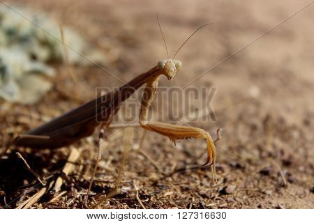 A beige praying mantis on a dirt path.