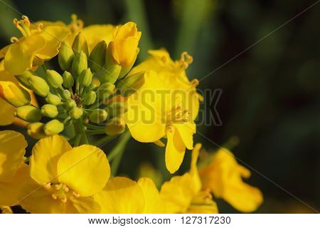 rape flowers, macro photo, HD,Yellow flower,Brassica napus;  Canola;  Brassica napus L