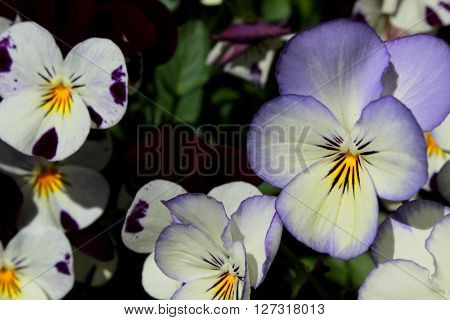 Purple, white and yellow pansy flowers against a green background.