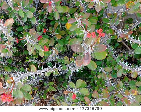 outdoor thorny plants in the garden in the countryside