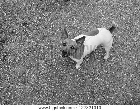 Domestic dog aka Canis lupus familiaris mammal animal seen from above in backyard with gravel background with copy space in black and white