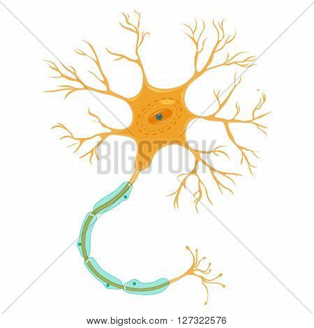 Neuron vector illustration Isolated on a white background.