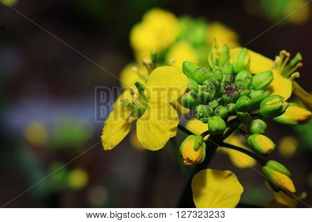 In March 2016, rape flowers macro photo, HD,Brassica napus;  Canola;  Brassica napus L
