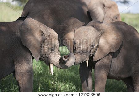 Baby Elephant playng travel in Tanzania in Afrika