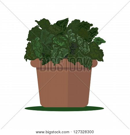 Vector illustration plant in pot isolated on white background