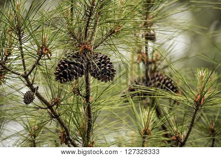 Pine Cones in Tree with pollen in spring