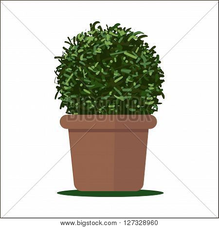 Vector illustration plant in pot. Thuja in pot, isolatedon white background