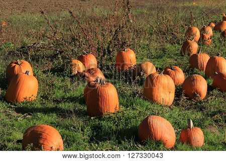Pumpkins in the grass at a pumpkin patch.