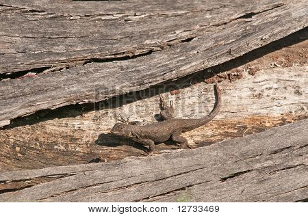 Vestlig hegn Lizard