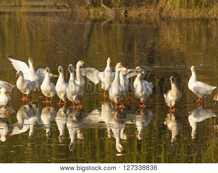 Flock og white geese walking on the ice of frozen lake