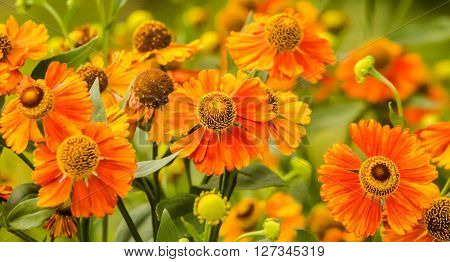 Orange flowers of happiness summer outdoor  Rudbecki? garden
** Note: Visible grain at 100%, best at smaller sizes
